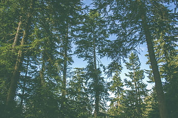 alberi, le foglie, rami, foresta, boschi, natura, verde, blu, cielo, luce del sole, estate