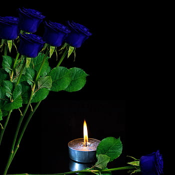 flowers, roses, flourishing, rosa, nature, flora, romantic, spring, blue flower, background floral, flower