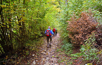 escursione, foresta, autunno, pista, camminando con bastoni, montagna, il percorso europeo, e5, Lessinia, Italia