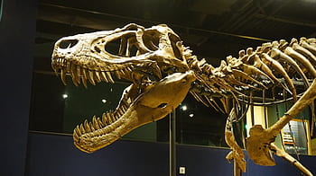 uitgestorven, roofdier, dinosaurus, t-rex, dino, tyrannosaurus, reptiel, dier, krijt-, vogel, fossiel