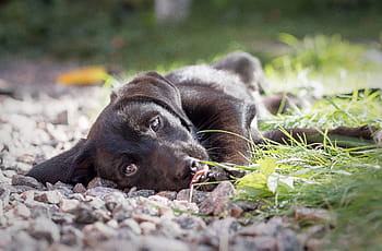hitam, labrador retriever puppy, rumput, Dog, Puppy, Pet, Cute, Animal, Mongrel, lembut, bahasa