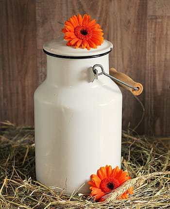 white, ceramic, jar, orange, flower, top, milk can, gerbera, flowers, straw, orange gerbera