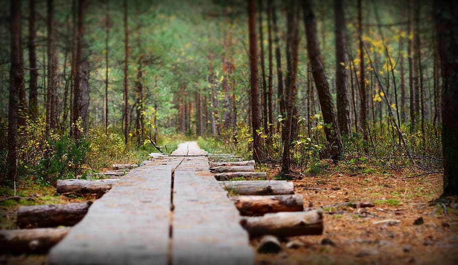 bruin, houten, weg, omgeven, bomen, natuur, het pad, Bos, weg door het bos, hout, herfst