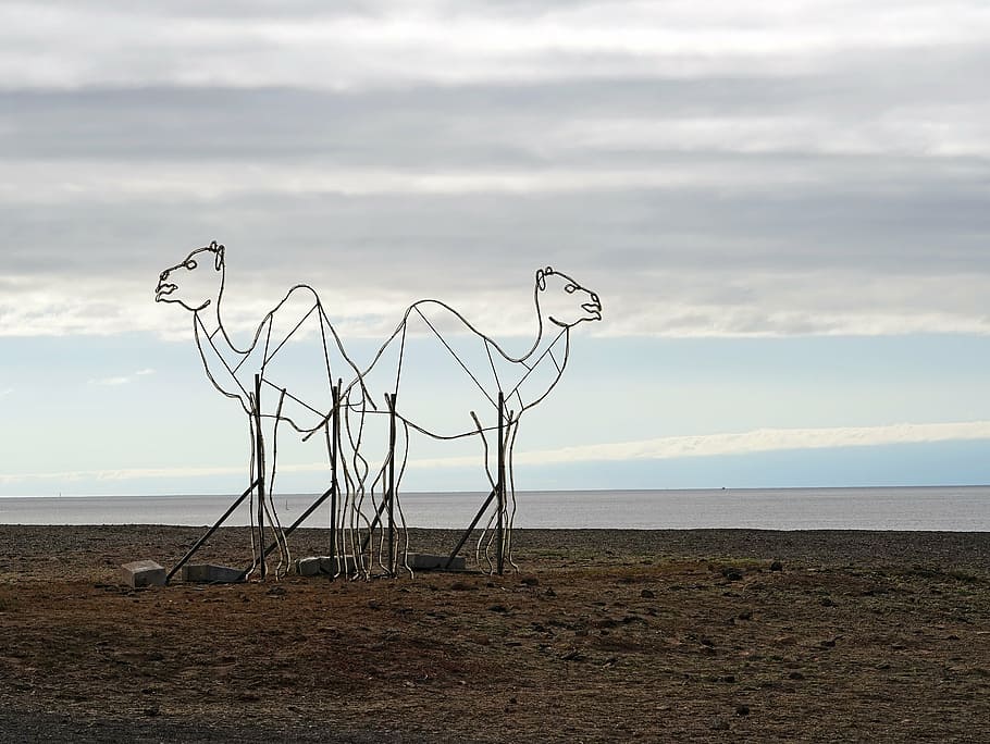 velbloudi, dromedár, sochařství, lanzarote