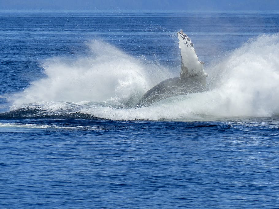 whale flake, humpback whale, natural spectacle, nature, mammal, animal, wildlife, jumping, colossus, aquatic, ocean