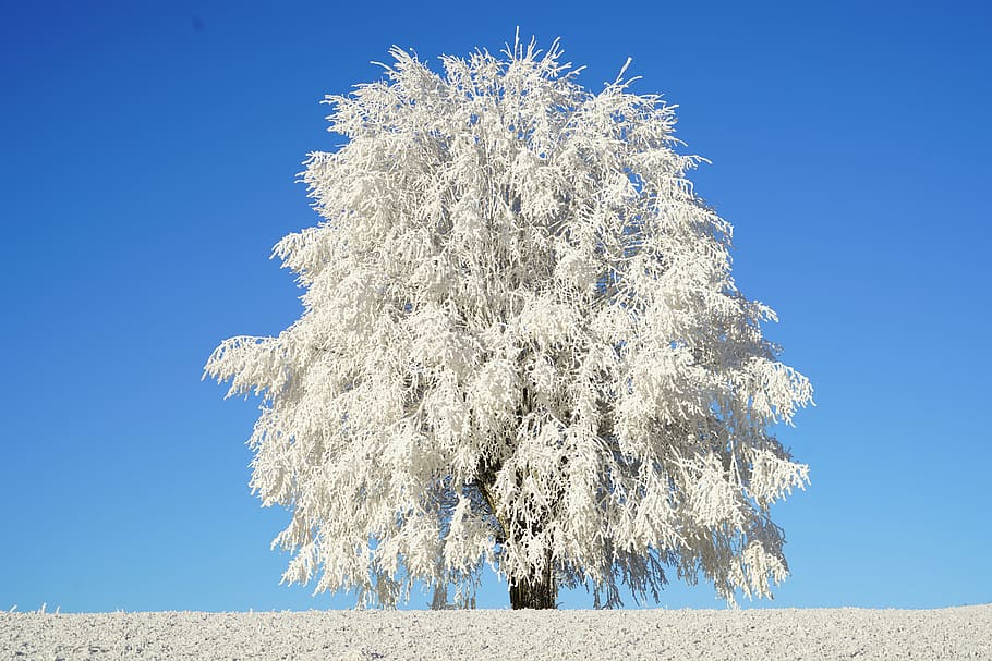 solitario, bianca, albero delle foglie, albero, brina, ramo, ghiacciato, formazione di cristalli, nevoso, eiskristalle, cristalli