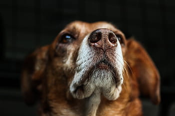 focus foto, kortharige, bruinen, hond, bruin, snuit, vacht, hybride, dier, hoofd, portret