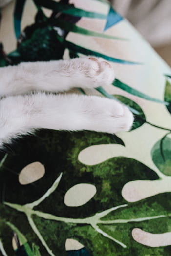 kursi, bersantai, membelai, hewan, imut, kucing, kucing putih, sedang tidur, manis, tidur sebentar, kelucuan