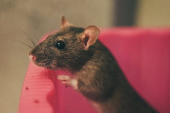 rat, color rats, sweet, smart, rodent, nager, animal, ears, mammal, fur, cute