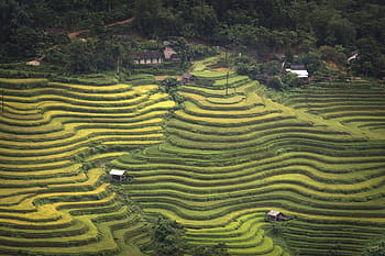 aerial, view, rice terraces, adult, adult only, agriculture, asia, the hat, conical leaf hat, curve, nation