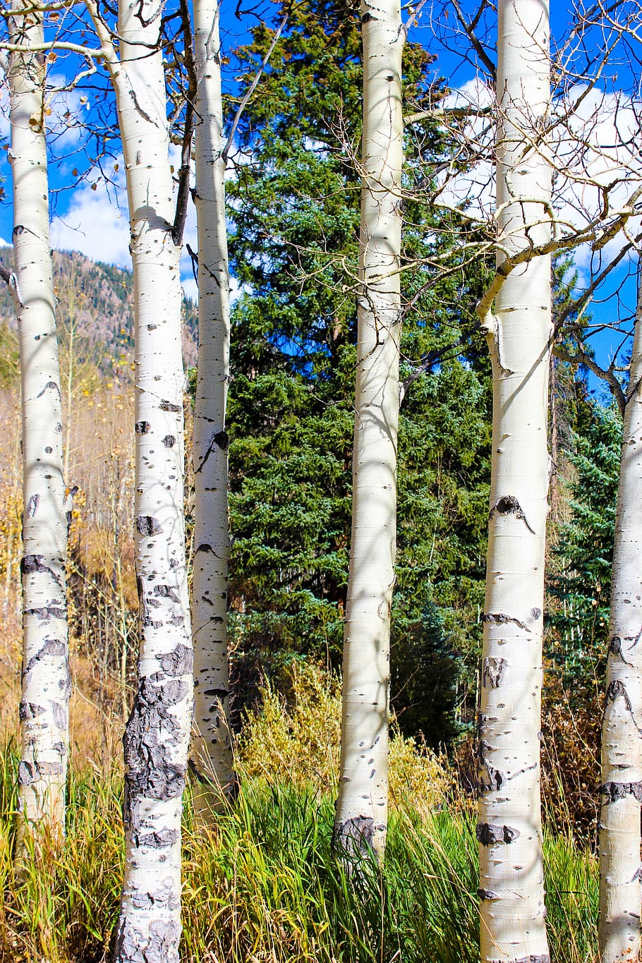 Aspen, Colorado, Hiking, Trail, autumn, hiking, trail, landscape, nature, foliage, scenic, tree