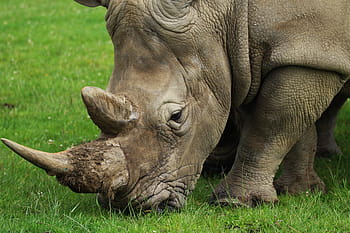 rhino, green, grass, horn, nature, rhinoceros, wild, animal, wildlife, endangered, safari