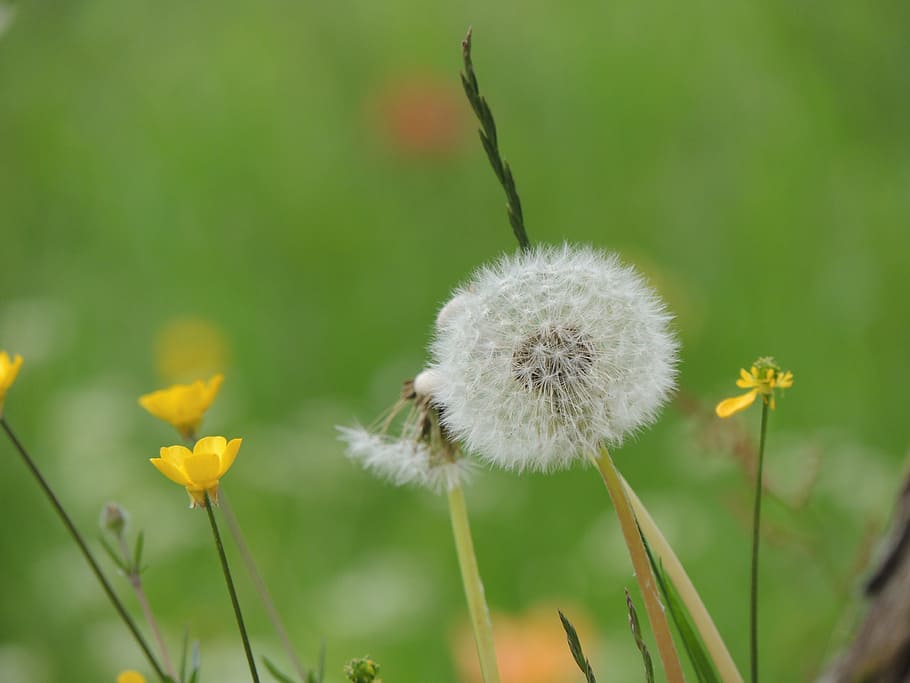 dandelion, taraxacum sect, ruderalia, flower, nature, seeds, meadow
