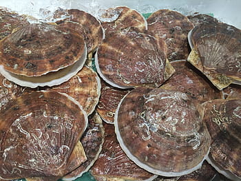 pettine, conchiglia, ghiaccio, accumularsi, seiyu ltd, vivente, supermercato, pesce fresco, Dipartimento, Heisei-cho, Yokosuka