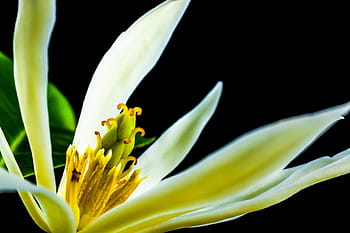 michelia champaca, fiorire, fioritura, bianca, giallo, ramo, le foglie, magnolia champaca, albero del profumo di gioia, Champaka, champak