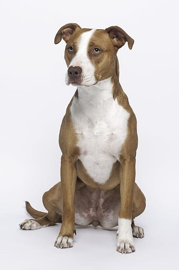 dospělý, bílý, hnědý, americký pit bull teriér, Pes, přechod, pitbull, domácí mazlíčci, zvíře, psí, studio shot