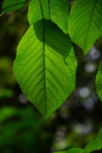 hornbeam, leaf, leaves, green, color, shades of green, green green, tree, carpinus betulus, white beech, horn tree