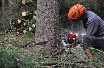 forestry, inventory, forestry work, forest, tree, wood, grove, cases, saw, workers, chainsaw