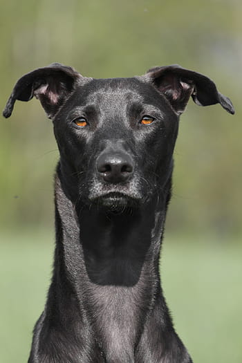 medium short-coated, black, dog, portrait, galgo, summer, noble