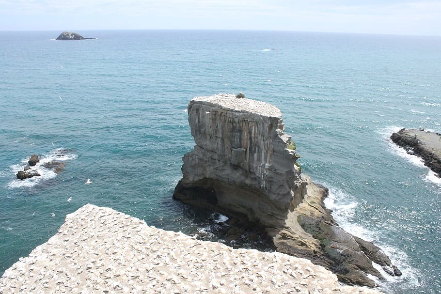 Gannet, Colony, Landscape, murawai, gannet colony, gull, nature, nest, shore, water, sea