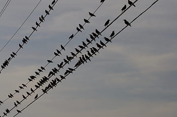birds, perched, wire, city, line, sky, silhouette, group, flock, electric, cable