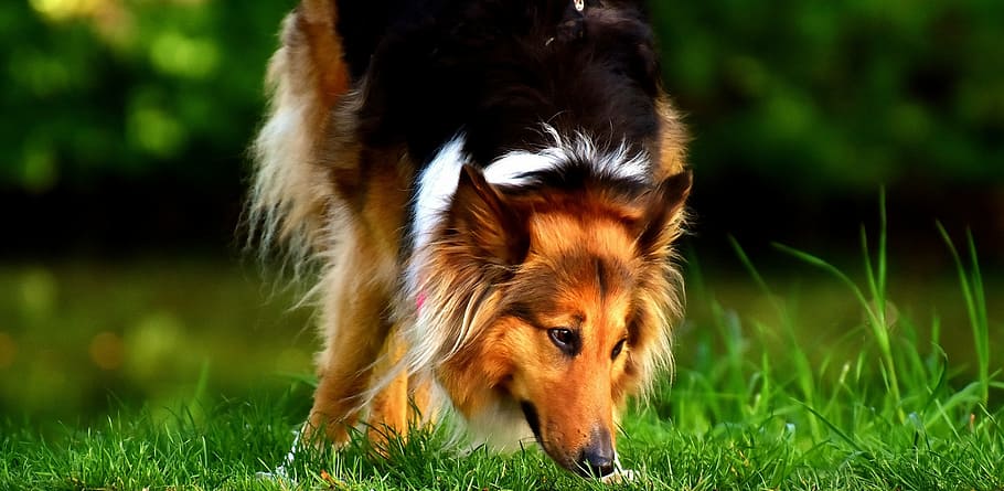 adult, brown, black, white, border collie, sniffing, grass, collie, dog, animal, pet