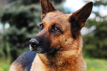 schließen, Aussicht, erwachsener deutscher Schäferhund, deutscher schäferhund, Hund, Tier, Schäferhund, Schwarz und gebraeunt, Natur, Haustiere, ein Tier
