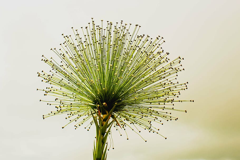 yeşil bitki, çiçek, chuveirinho, cerrado, her zaman canlı, Flor Cerrado, paepalanthus bromelioides, stüdyo çekimi, insansız, ağaç, kapatmak