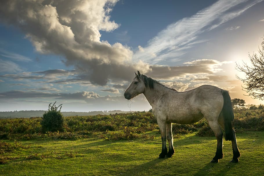 brown, white, horse, green, grass, daytime, forest, nature, animal, outdoor, equine