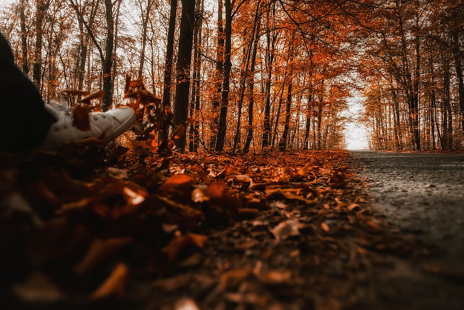 spacer, jít, park, Příroda, podzim, listy, list, strom, les, způsob, ulice