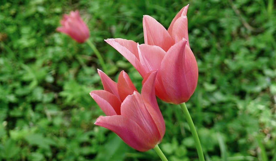 otevřeno, tulipány, růžový, garde, otevřené tulipány, růžové tulipány, jaro, květ, okvětní lístek, růžová barva, Příroda