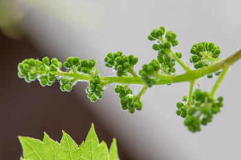 grapevine, young, fresh, plant, green, vine, grapes, fruit, wine, spring, wine leaf