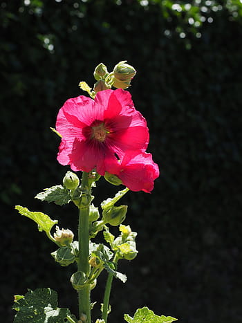 Stock rose, alcea rosea, nachový, Červené, hollyhock, topolová růže, stock růžová zahrada, sléz, malvaceae, květ, flóra