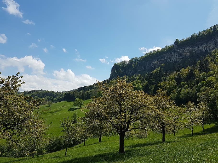 switzerland, basel-land, eptingen, nature, hiking, forest, meadow, tree, landscape, green Color, outdoors