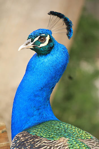páv, pavo cristatus, krocan, modrý, Krásná, barva, barvitý, pták, ave, krása, ocas