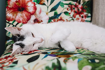 kursi, bersantai, membelai, hewan, imut, kucing, kucing putih, sedang tidur, manis, tidur sebentar, kelucuan