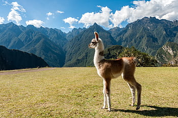 lama, in piedi, campo d'erba, montagna, montanaro, vista, nube, cielo, vertice, cresta, paesaggio
