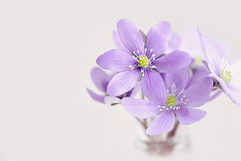 purple, petaled flowers, white, background, flowers, tender, petals, hepatica, purple spring flower, spring flower, early bloomer