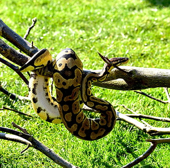 serpente, pitone palla, carina, pitone, boa, bellezza, rettile, scala, vicino, python regius, creatura
