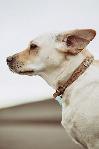 yetişkin, beyaz, Chihuahua yakın çekim fotoğraf, köpek, hayvan, arkadaş, Evcil Hayvan, Evcil Hayvanlar, sevimli