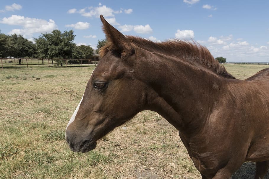 Quarter Horse, Livestock, Animal, Ranch, pasture, country, outdoor, rural, colt, equine, farm