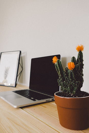 verde, arancia, cactus, accanto, il computer portatile, Mela, tastiera, tecnologia, Mac, applicazione, Software