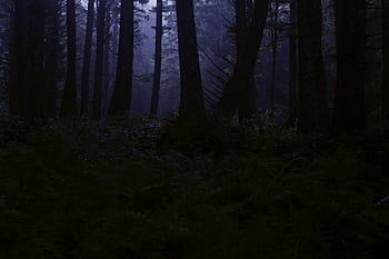hutan gelap, hutan menyeramkan, daerah berhutan, malam, tengah malam, hutan, kengerian, gelap, menyeramkan, fantasi, kegelapan