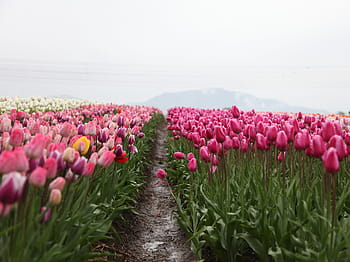 růžový, bílý, zahrada tulipány, Evropa amsterdam, Nizozemí, nebe, tulipán, okvětní lístek, květ, rostlina, zelená