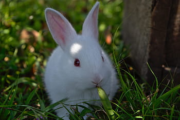 bílý králík, králičí, tráva, roztomilý, Králíček, velikonoční, zvíře, kožešinový, velikonoční zajíček, Dovolená, jaro