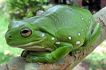 green, frog, tree branch, finger coral tree frog, running frog, anuran, finger coral, itoria caerulea, amphibians, amphibian, animal