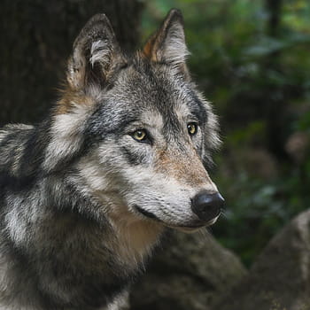 フォーカス写真、 灰色、 オオカミ、 肖像画、 捕食者、 頭、 野生動物