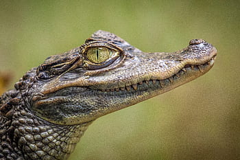 animals, reptiles, crocodile, eyes, teeth, scales, fierce, scary, still, bokeh