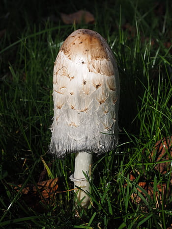 schopf, houba, comatus, schopf comatus, coprinus comatus, chřest houba, porcelánový komatus, tintenpilz, tintenschopfling, druhů hub, relativní relativní