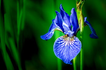 iris, selettivo, messa a fuoco, fotografia, barca, orchidea